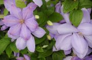 Clematis 'Mrs Cholmondeley'